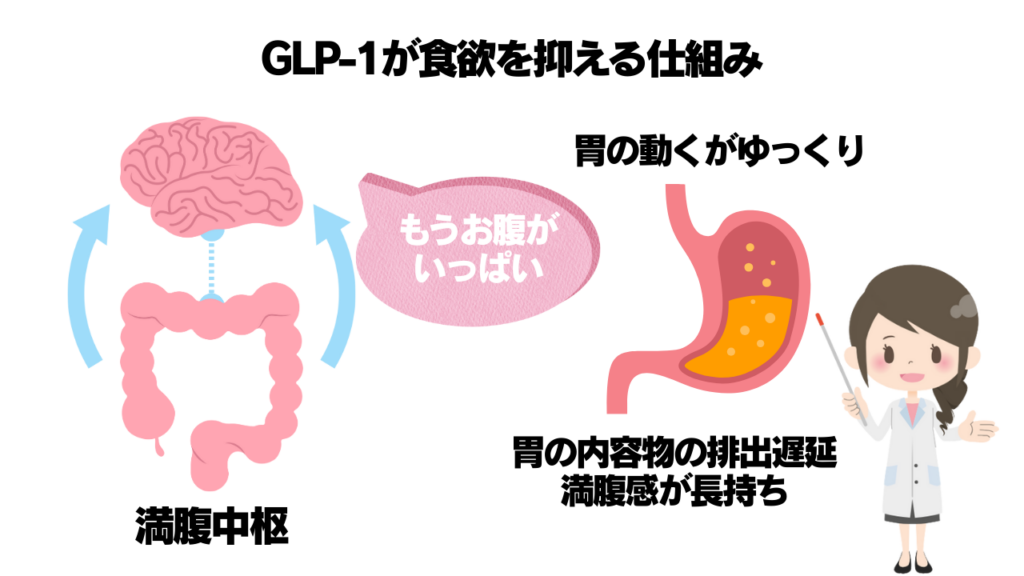 脳の満腹中枢に「もうお腹いっぱいだよ」と信号を送るイラストと、胃の内容物がゆっくり進むことで満腹感が長持ちするイラスト