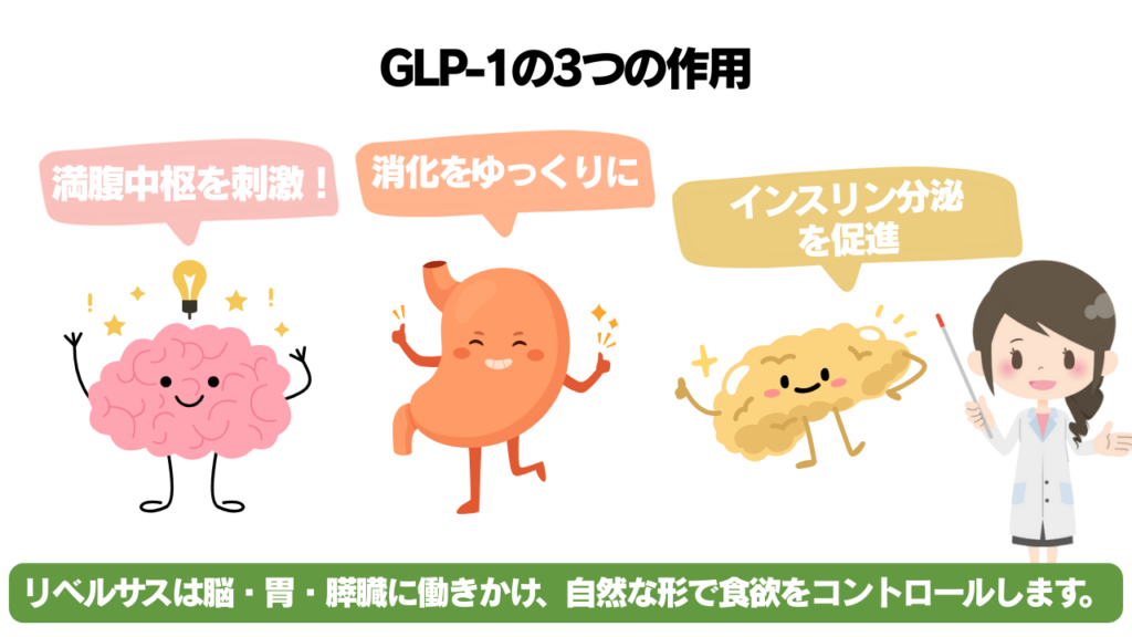 GLP-1が脳の満腹中枢を刺激し胃の動きを遅らせ膵臓でインスリン分泌を促す図解